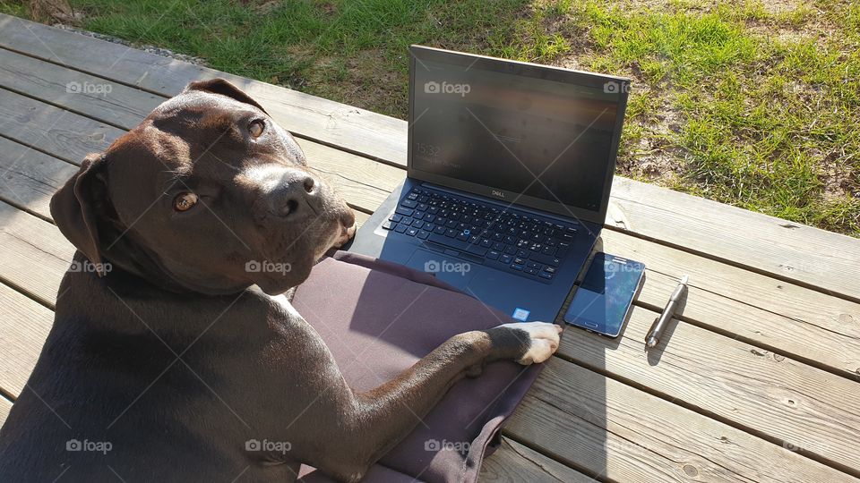 Serious dog working on laptop in the sun