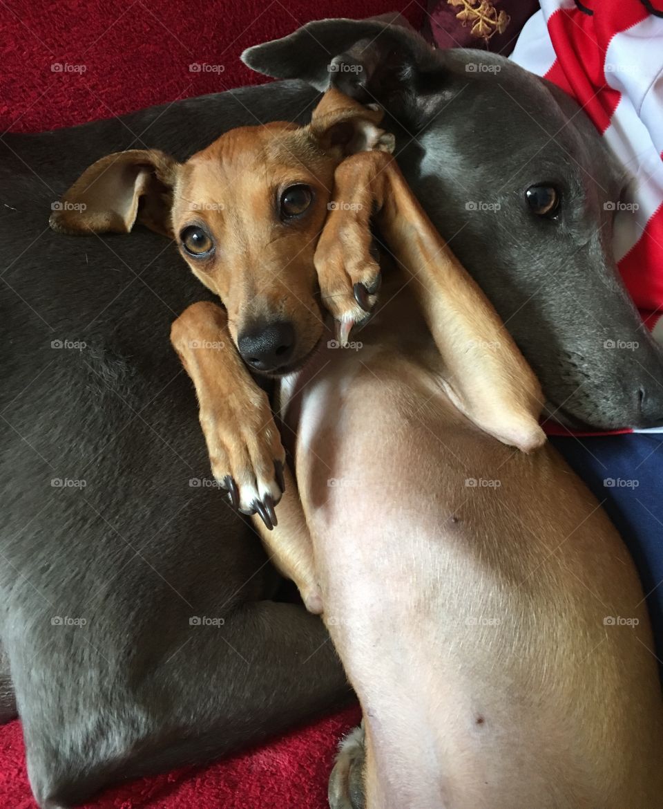 Amber the Italian greyhound puppy playing, laid on her back on top of Libby the whippet, relaxing on the sofa 