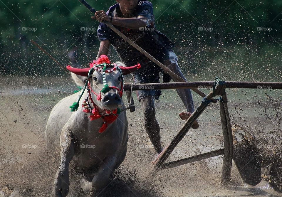 Karapan Kerbau Sumbawa . One traditional cultur sport doing at sumbawa . Pair of buffaloe at the age ready to ride for reaching that's finish lined of games.