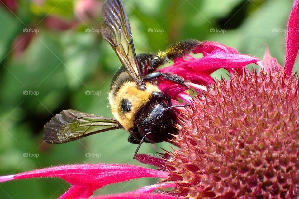 Close-up of bee on red flower