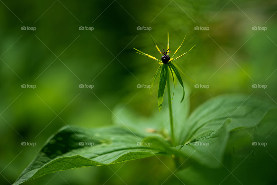 Wild plant in spring nature