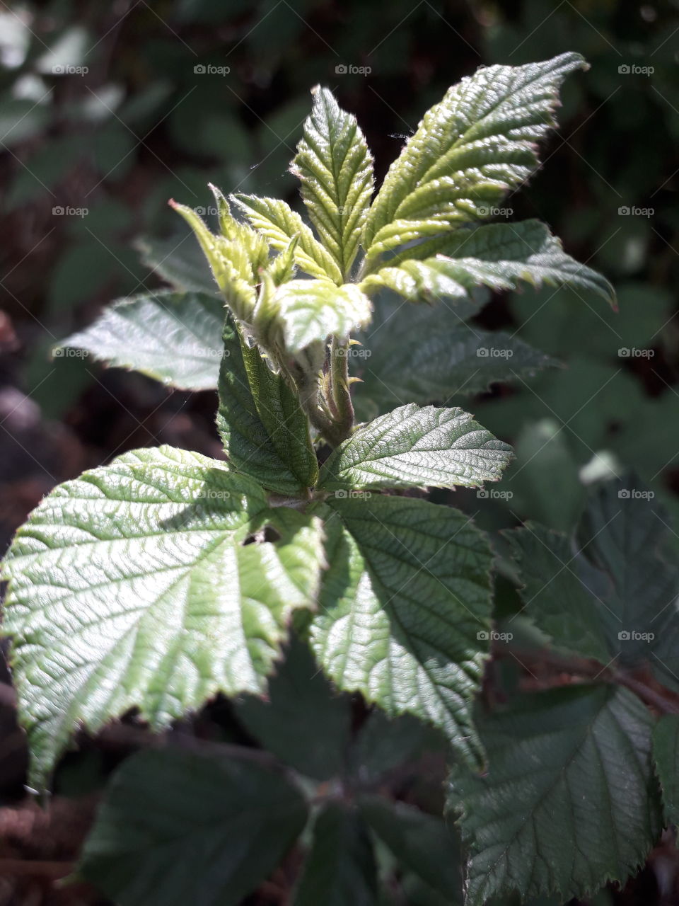 leaf branch nature green sun