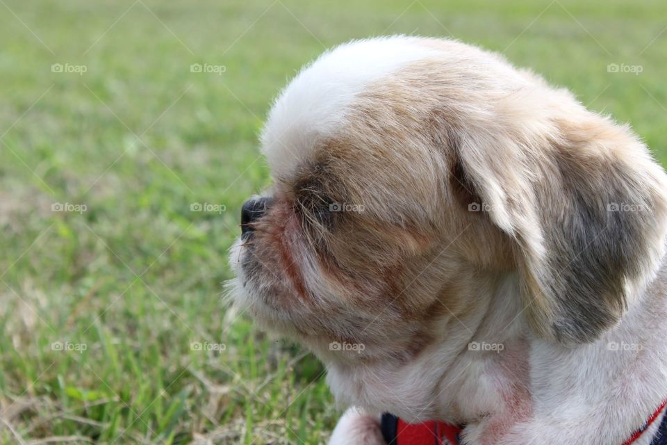 shih-tzu's profile