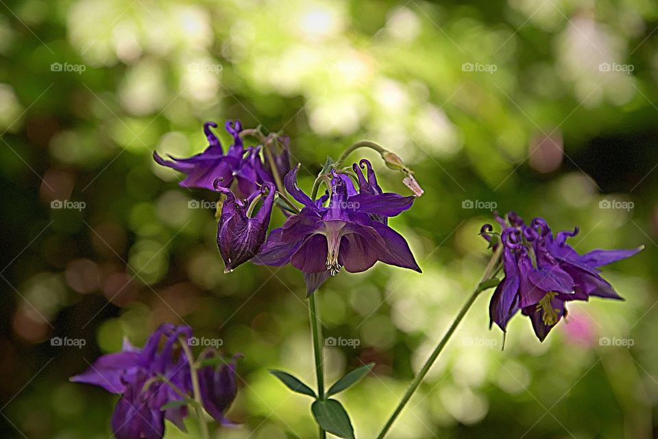 ORQUÍDEA NA FLORESTAL