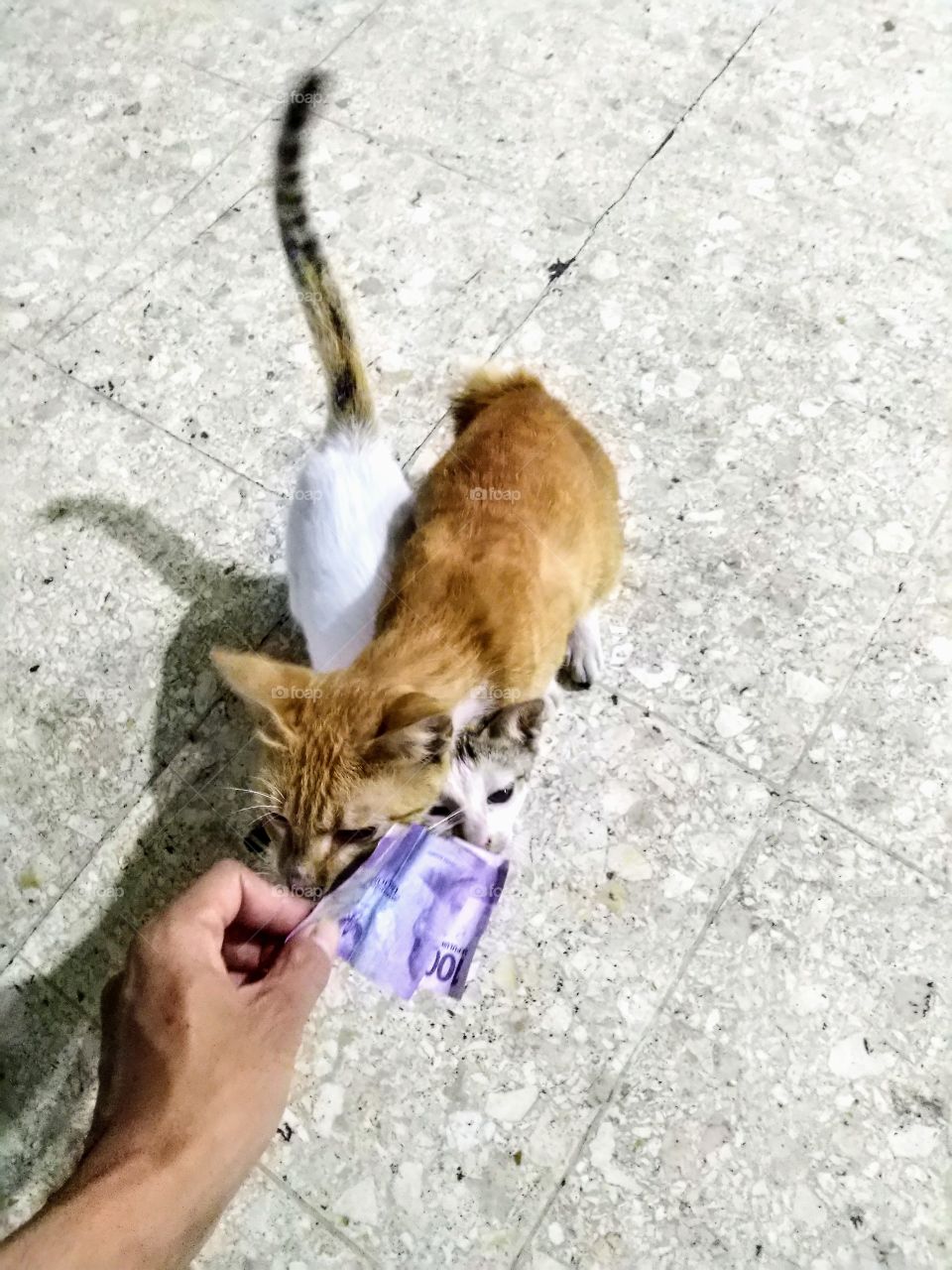 call cat with money