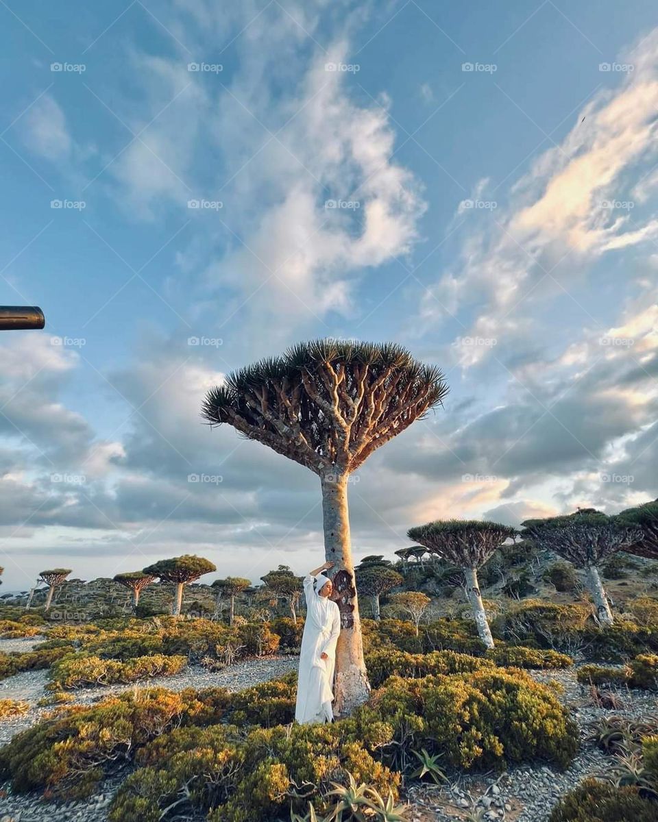Yemen Socotra