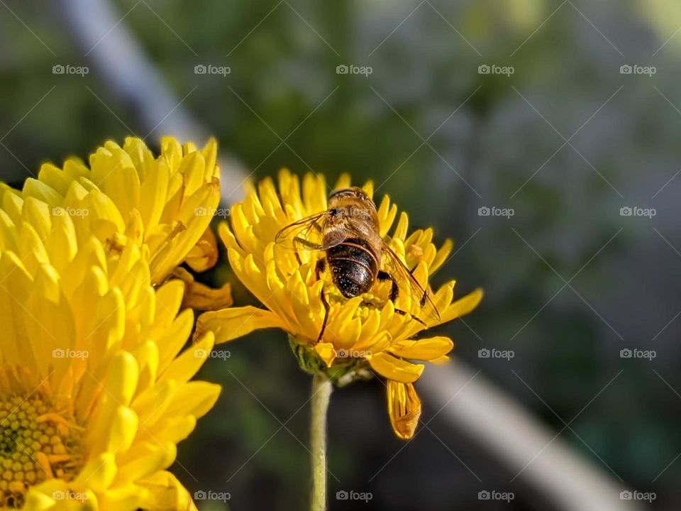 bee on a yellow flower