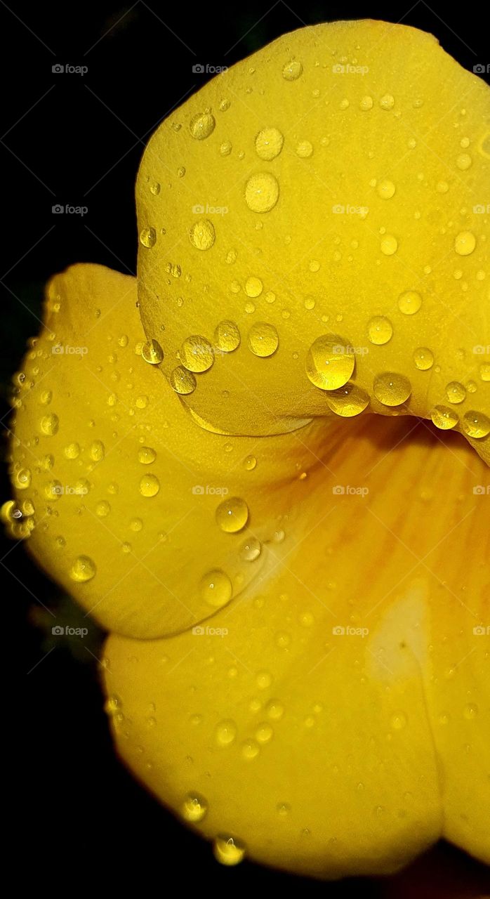 Blooming Allamanda in Spring