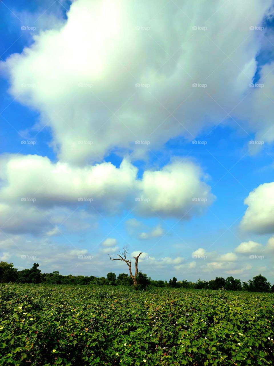 Beautiful blue sky with clouds for background and bright lighting clear on Summer and green forest mature cotton plant