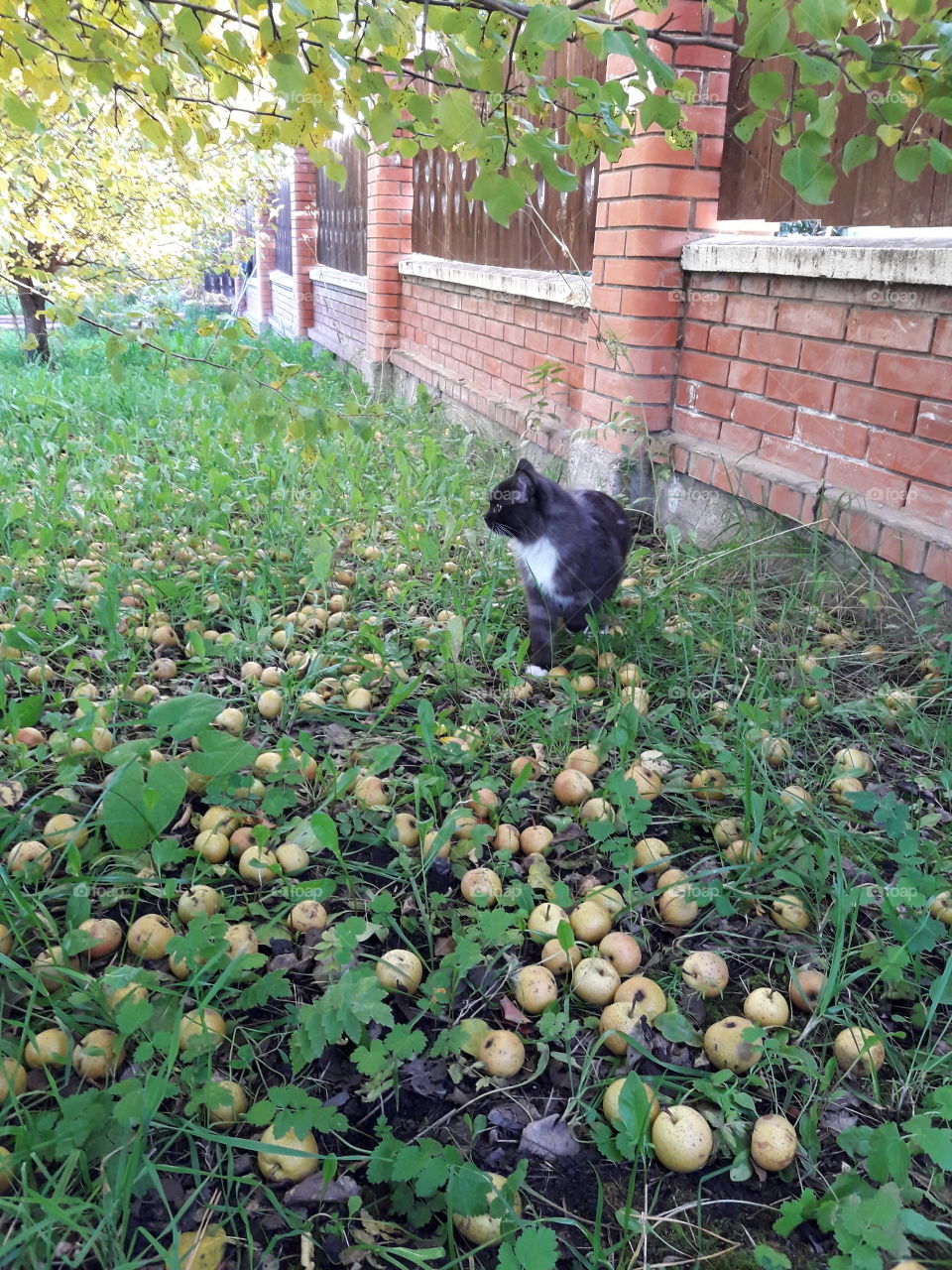 Кошка в осеннем саду