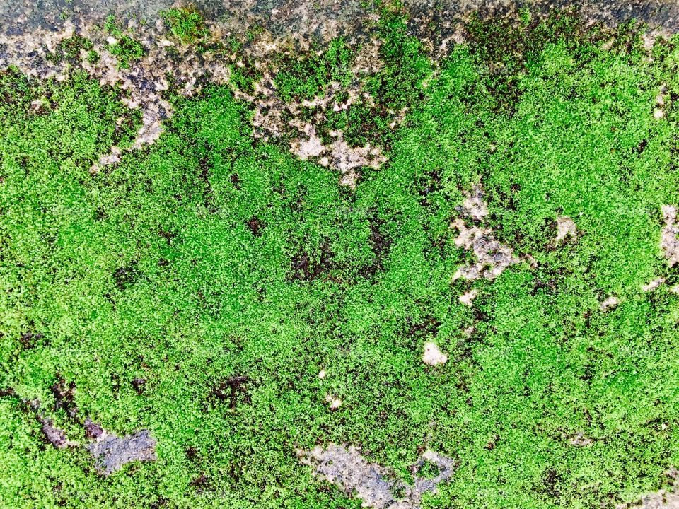 Moss on stone wall