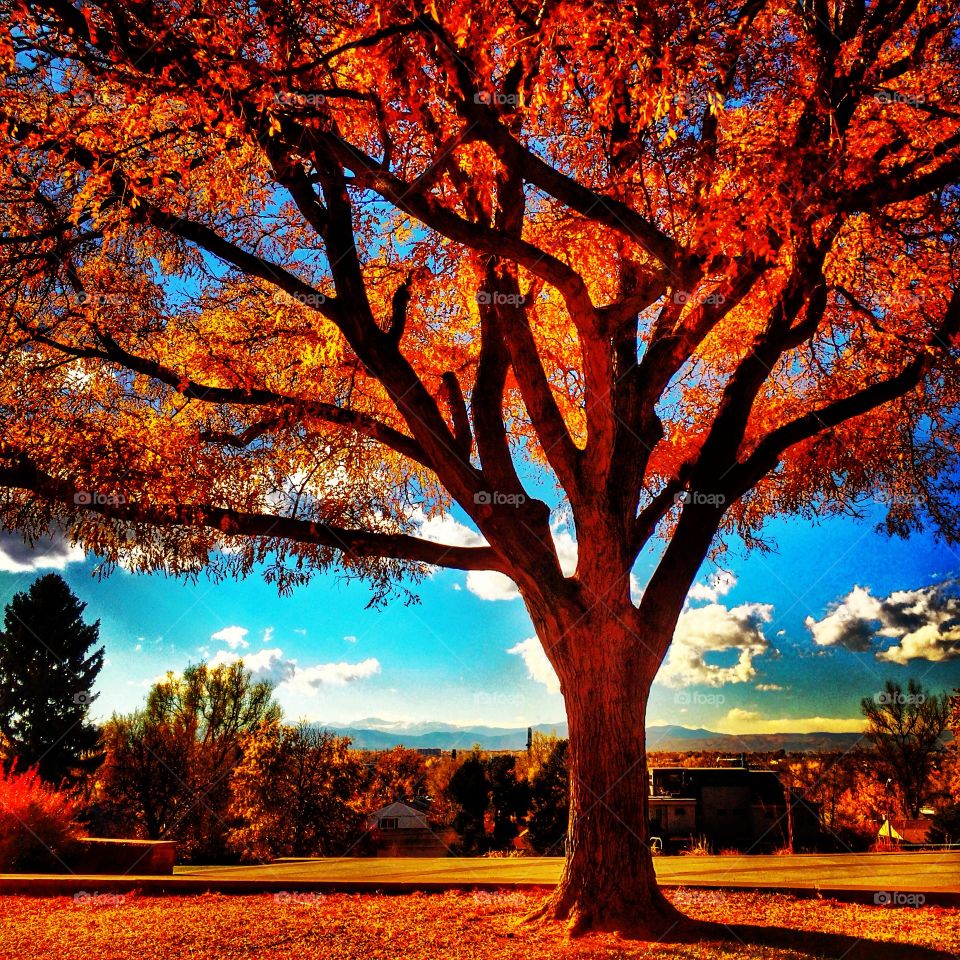 Tree, Landscape, Fall, Dawn, Sunset