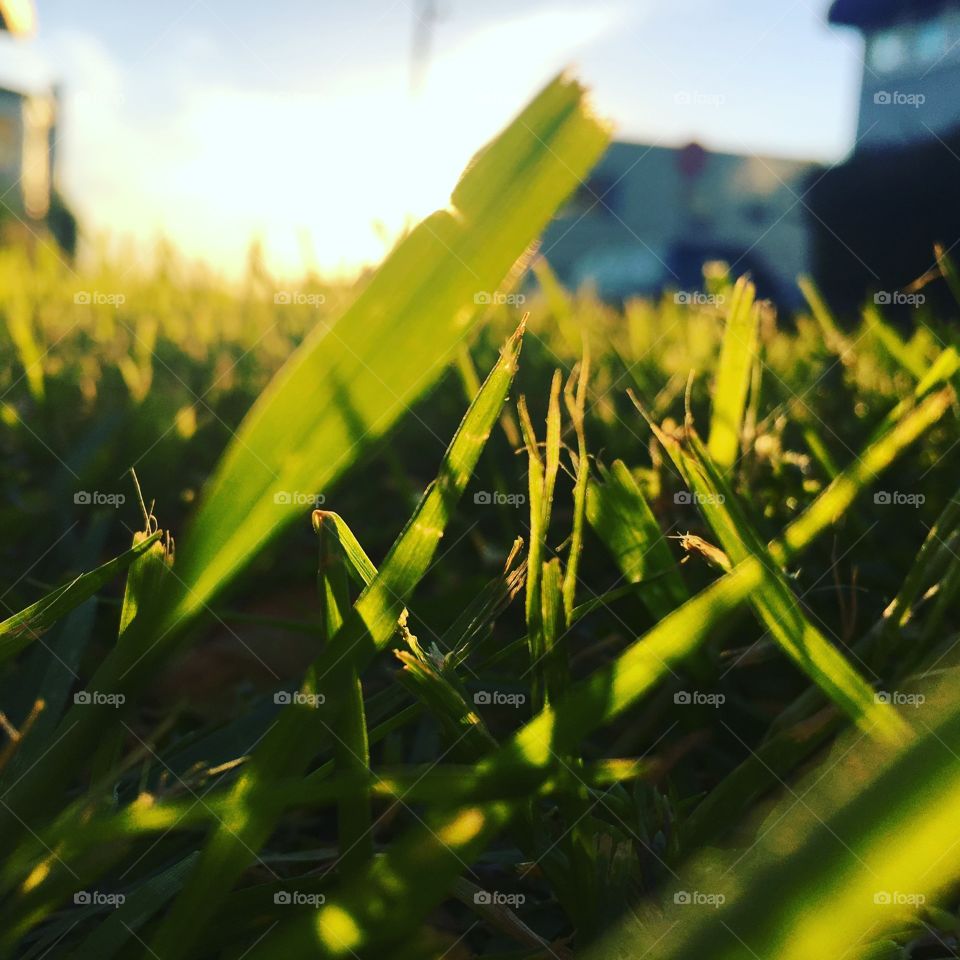 grass