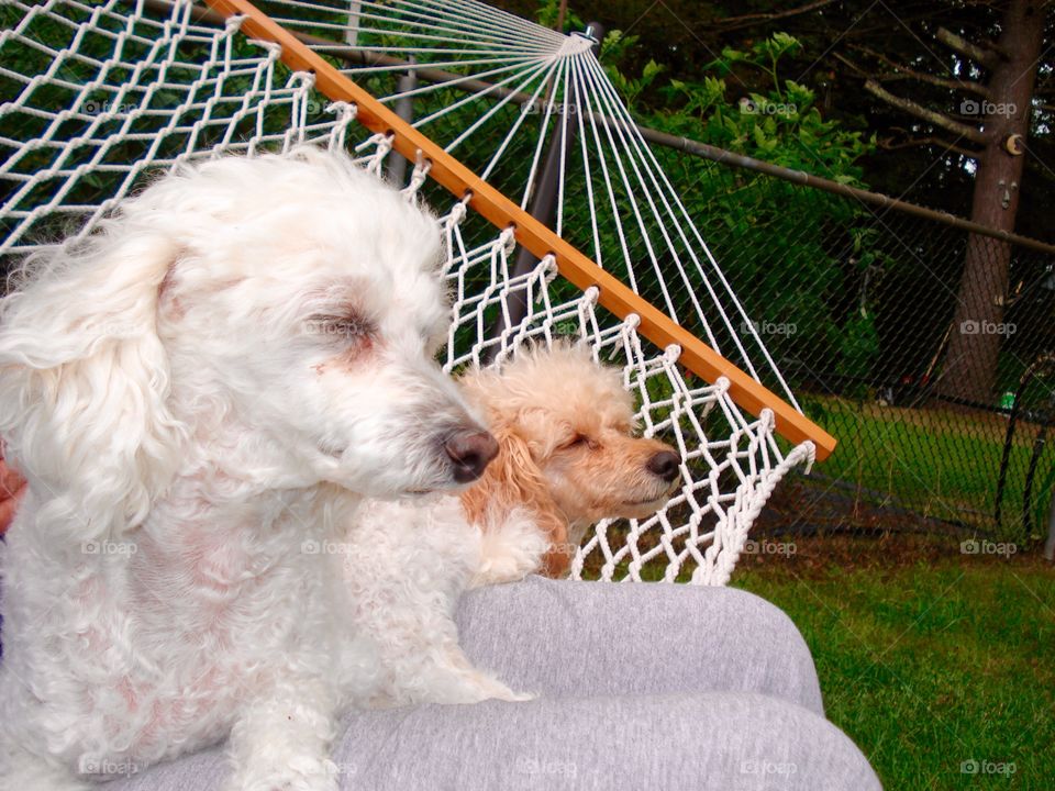 Lazy dogs on my lap in hammock, swinging in summer & sleeping.