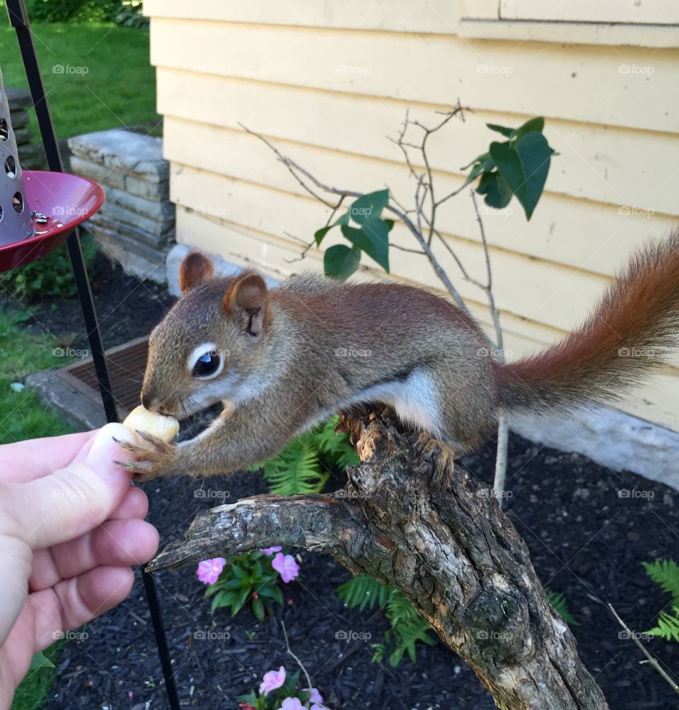 Hand feeding a squirrel