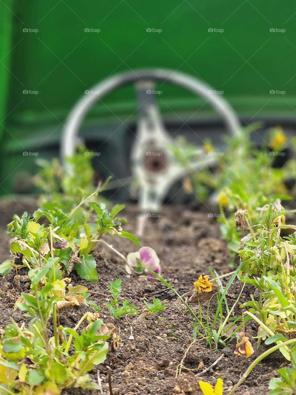 plants planted in a car