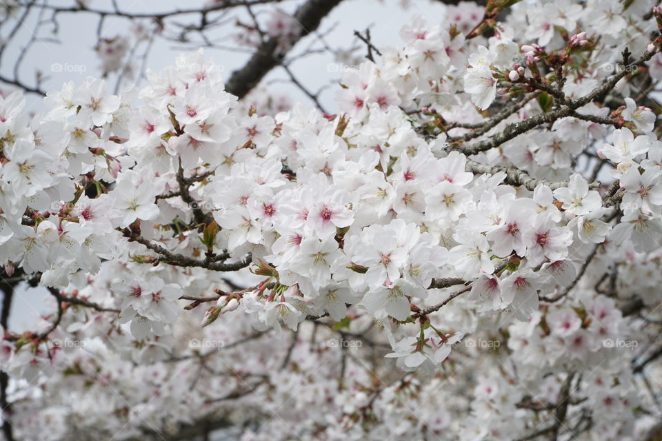 Sakura or Cherry Blossoms season