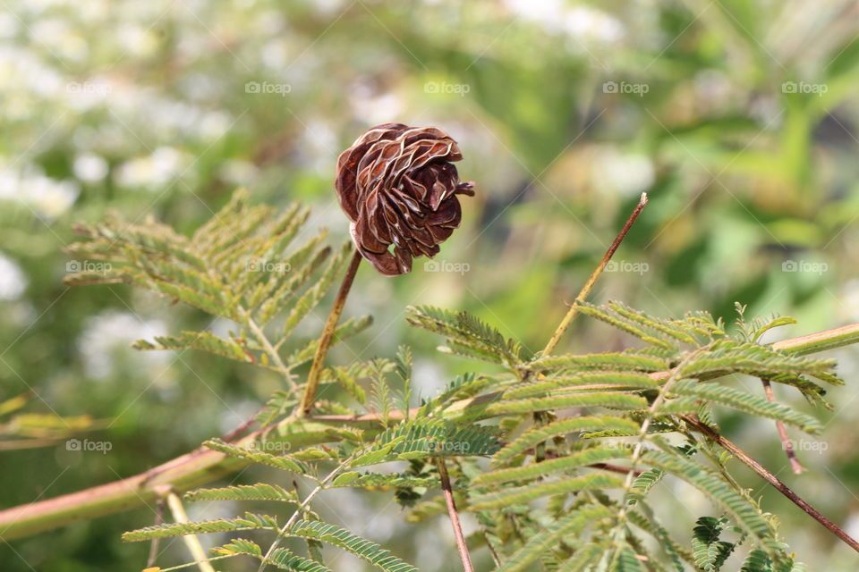 Summer Conifer