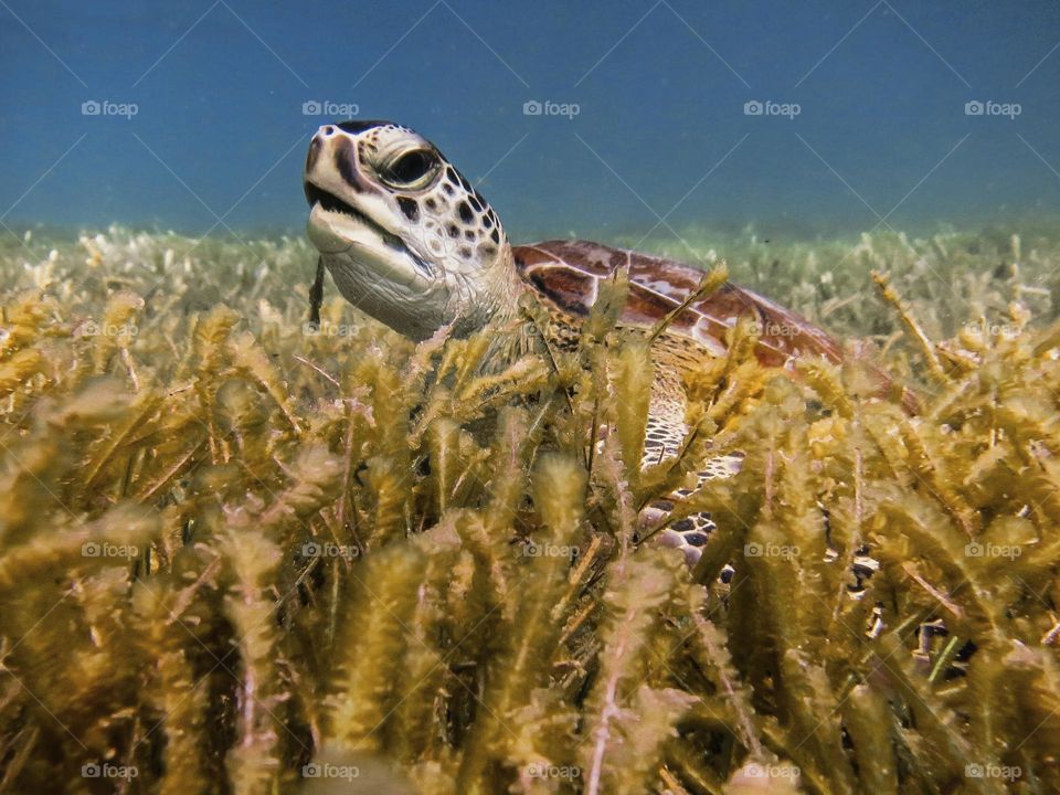 sea ​​turtle at the bottom of the sea eating algae