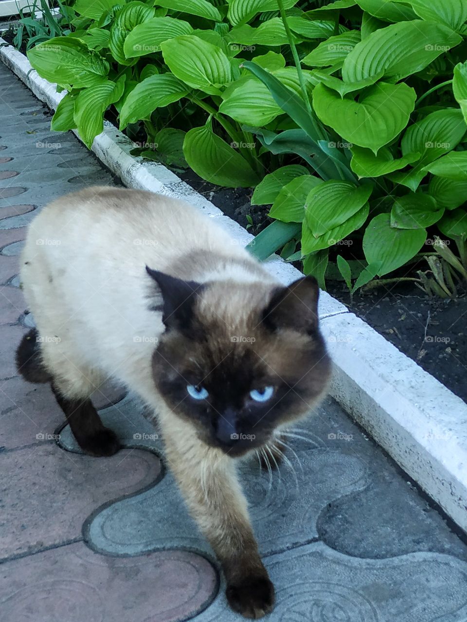 The cat with blue eyes