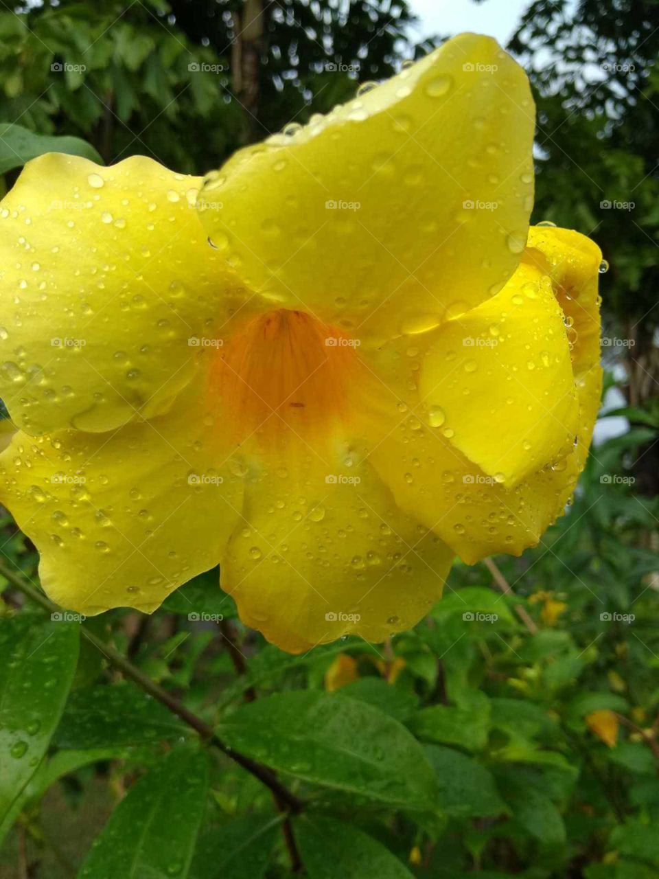 yellow flower in the water drop
