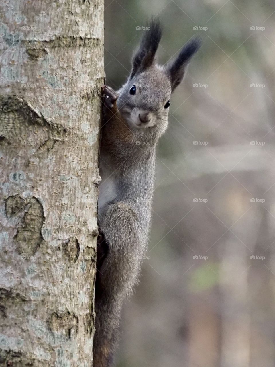 Squirrel