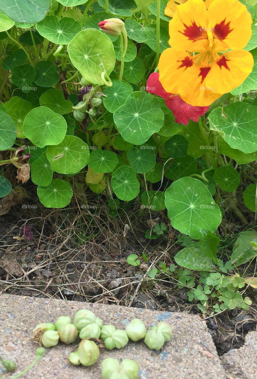 Tasty and pretty nasturtium 