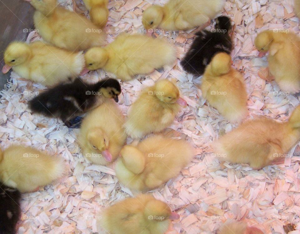 ducklings