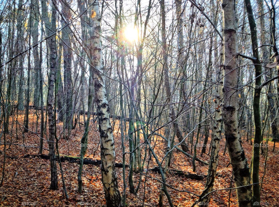 holland sonsbeek nature tree by vienesse