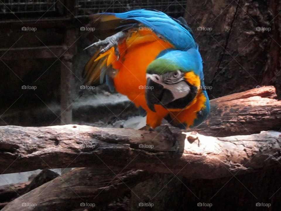 the parrot at the timber