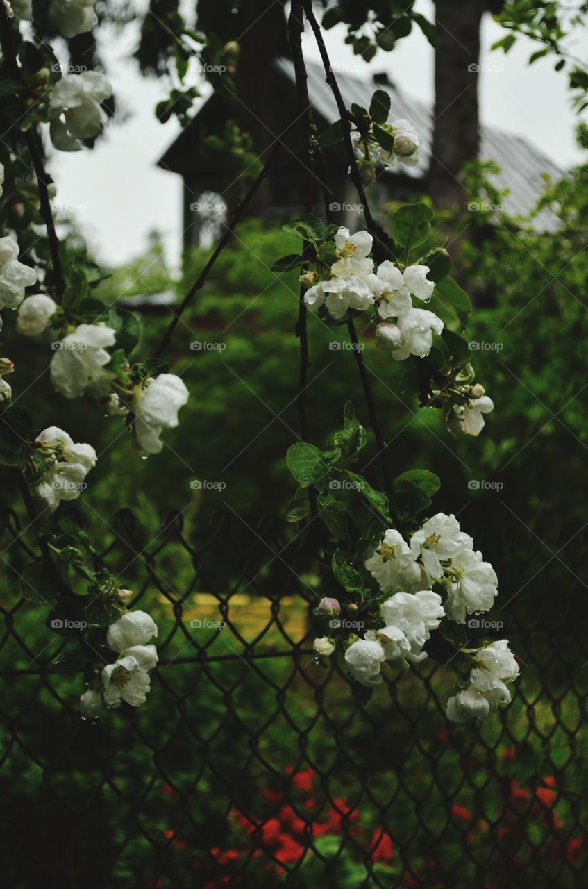 The apple tree flowers