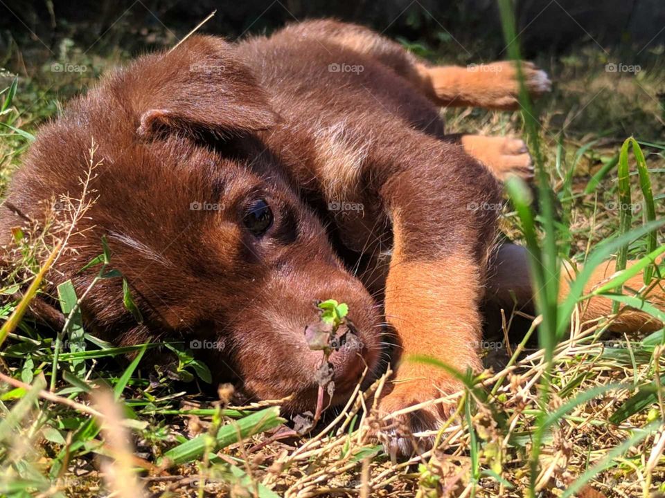 A cute puppy laying down and looking at you.