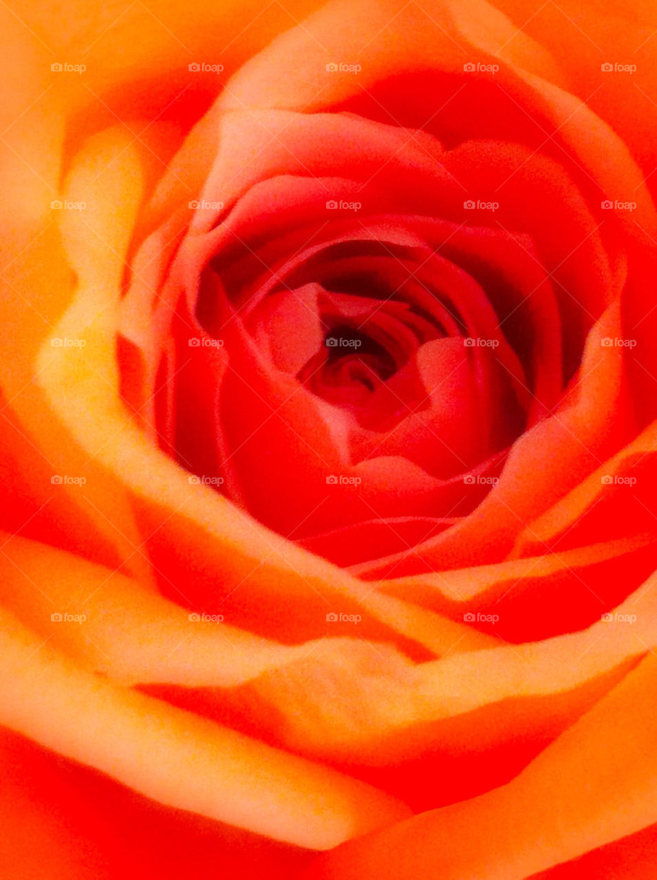 flower orange rose by tanousdf