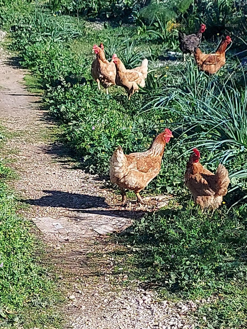 chickens Crete