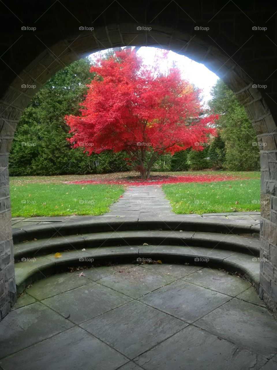 Beautiful Japanese maple