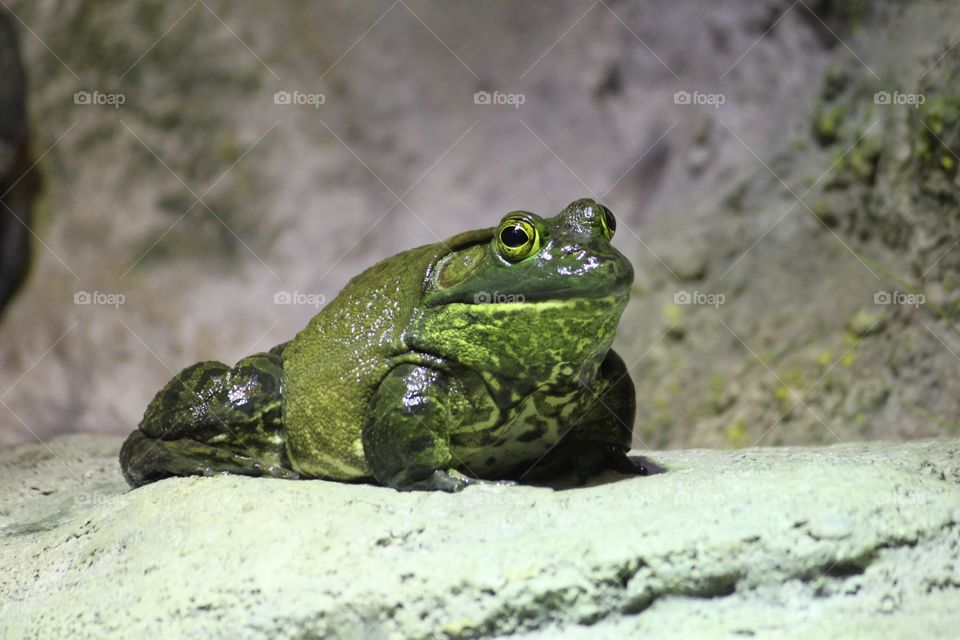 Toad-ally Cool