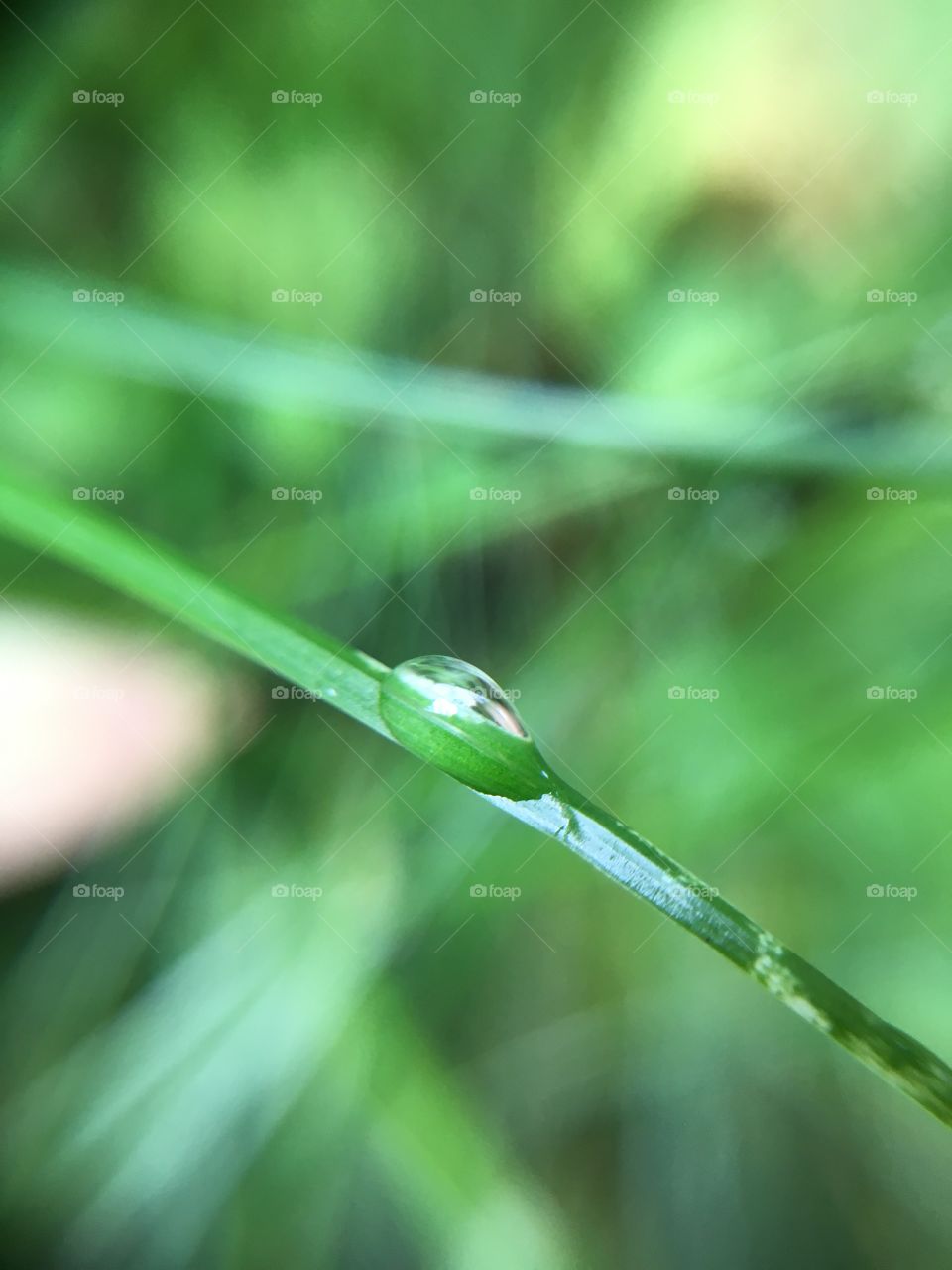 Drop on grass