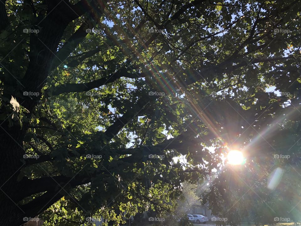 Sun shining through tree