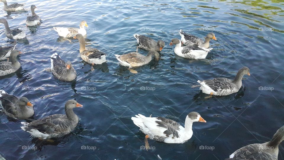 a group of ducks swim in the lake and eating thrown by tourists Pop corn and immersed in water, eating the moss that was filmed in the tourist town of Jermuk, Armenia.