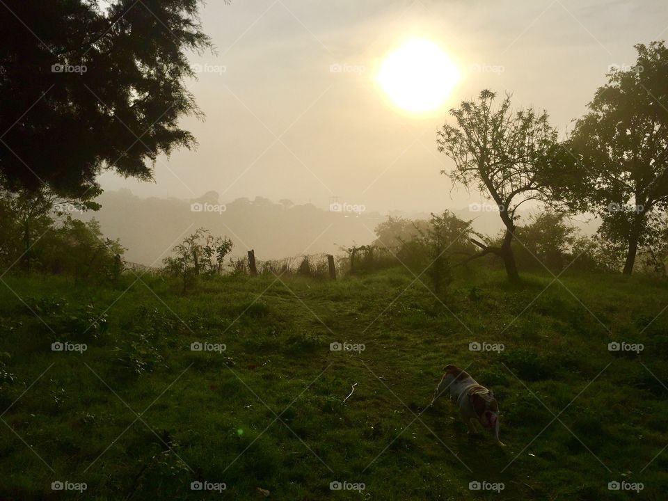 Dog walking on grass