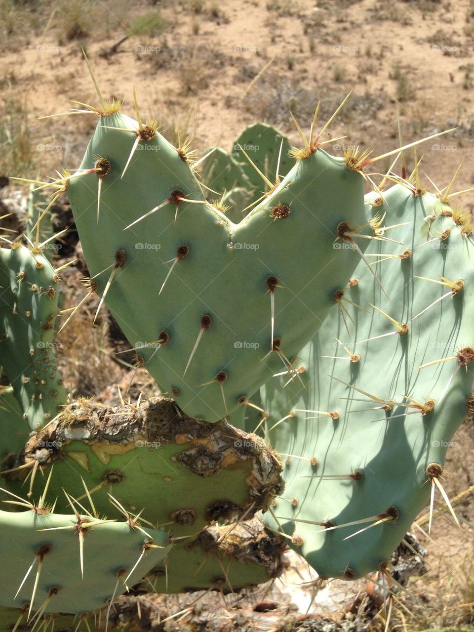 Cactus love