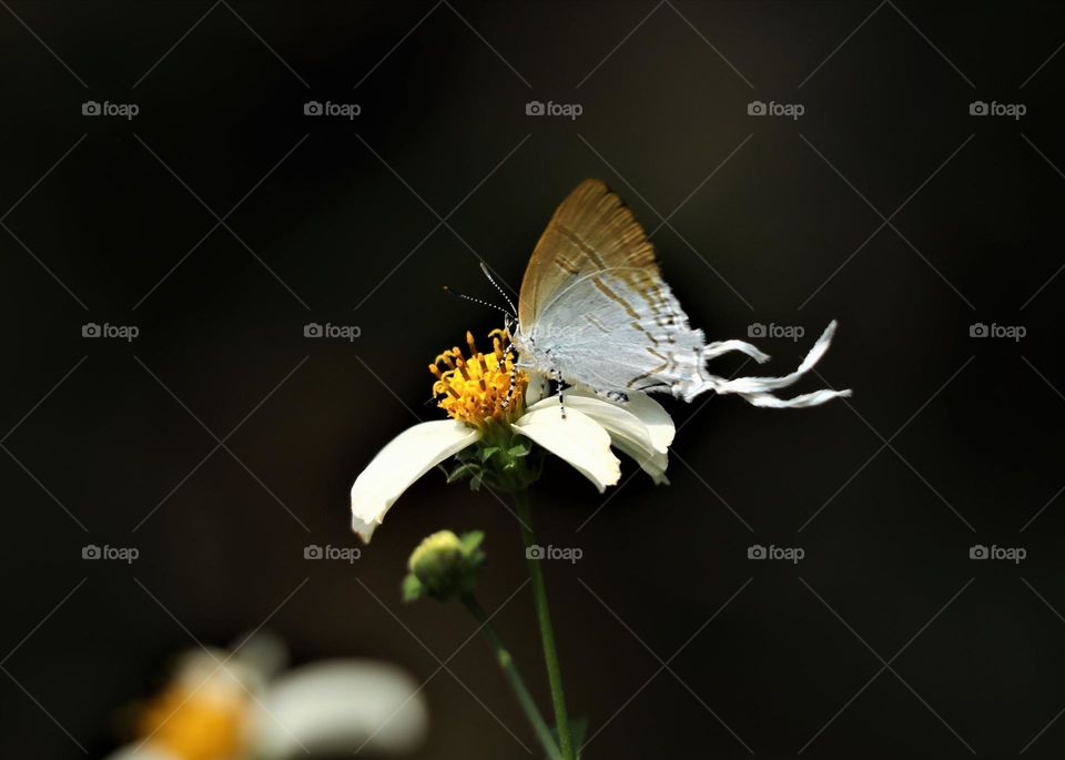 Beautiful and cute butterfly