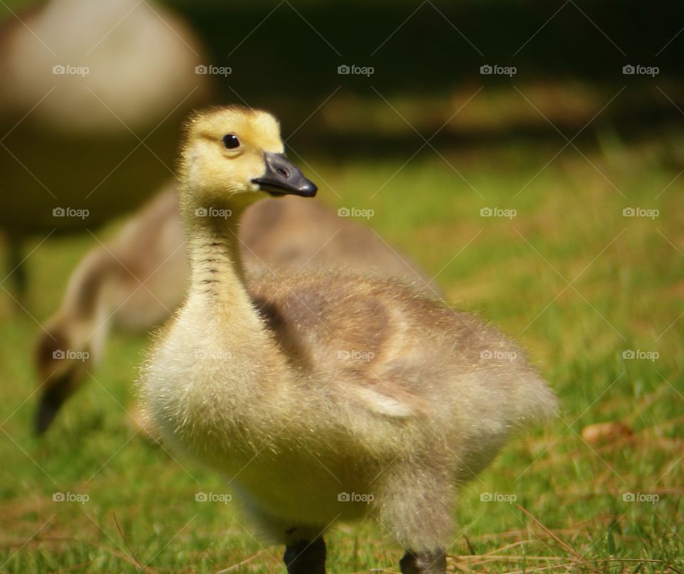 Baby gosling 