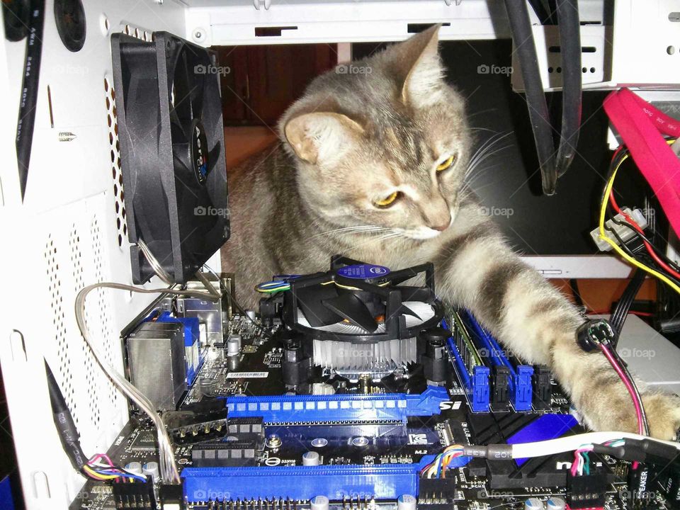 Tech-Cat