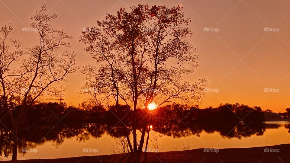 This Glorious Tree which has been spoken for by a Beautiful FOAP Member. This member has Beautiful Eyes to be able to pick out such a Pristine spot during Sunset.