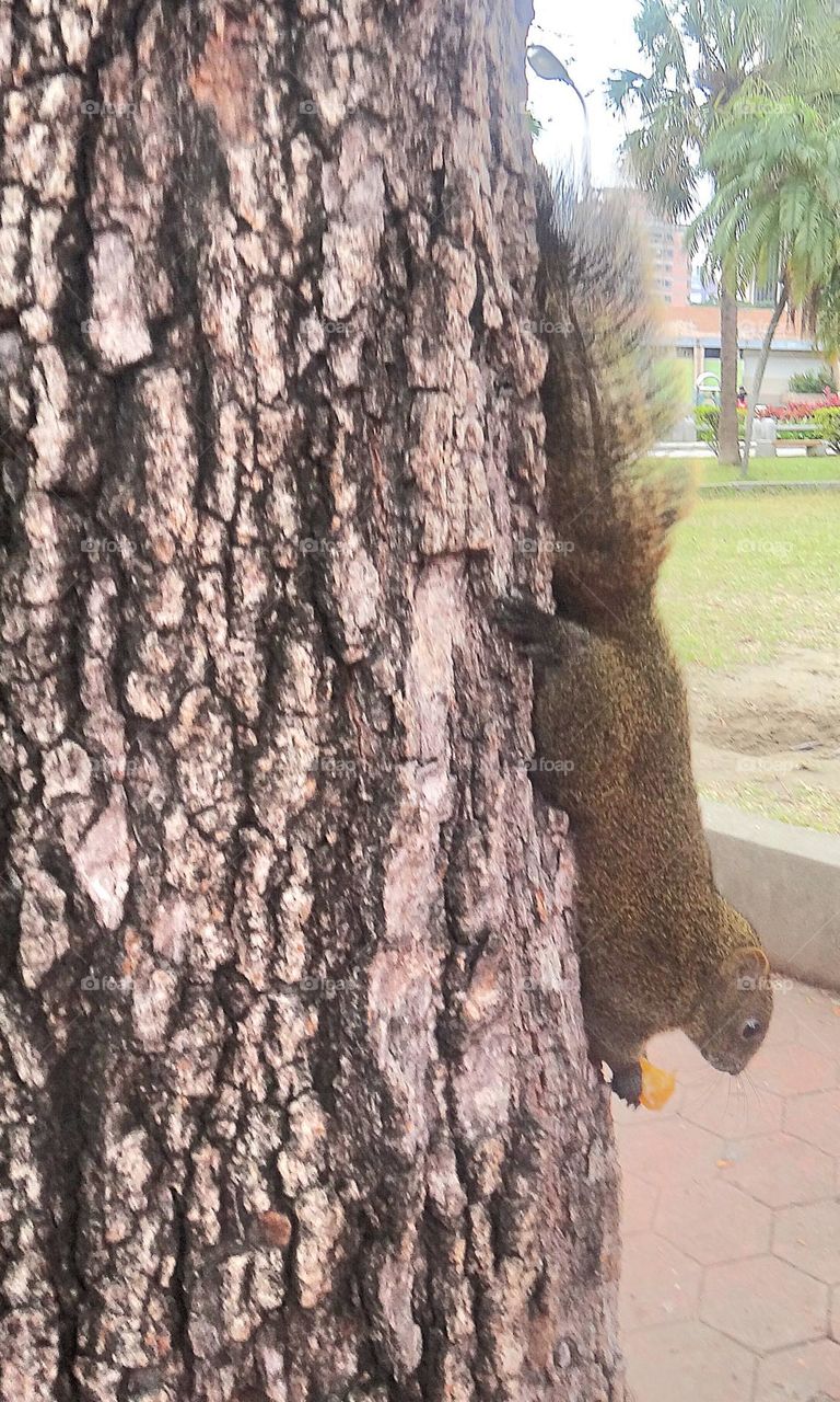 A squirrel carrying food crawls on a tree trunk