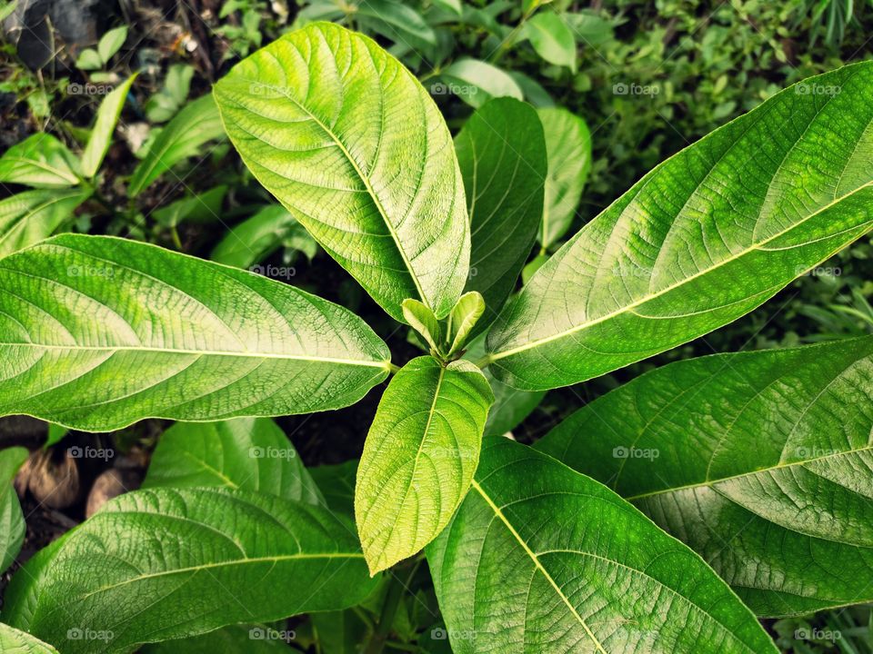 Natural Beauty
Green World
🌱☘️🌱☘️
👁️📷👁️📷