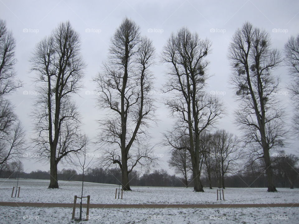 Trees In The Snow