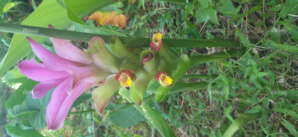 The rhizome of the white meeting of the plant