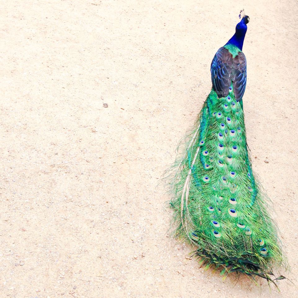 peacock at pfaueninsel berlin